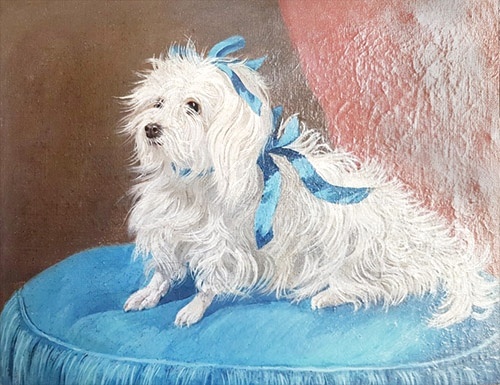 Napoleon's dog Bichon Napoleon's dog Bichon